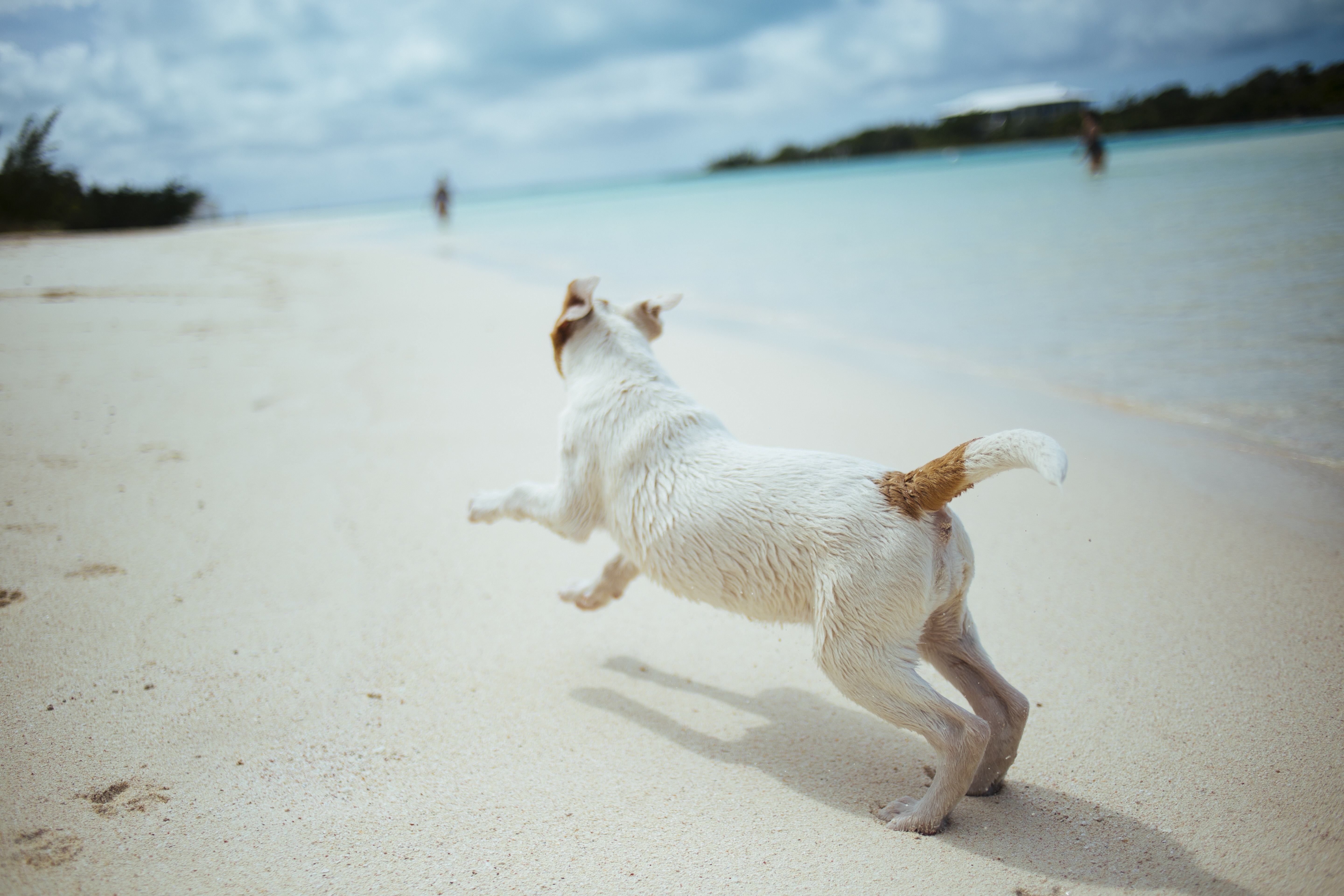 dog (2)